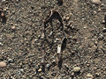 Nylon print one ear headstall