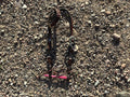 Ring headstall burgundy leather with diamond shape accent