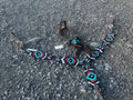 Turquoise, red, black & white ring headstall & breast collar