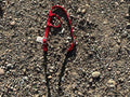 Nylon one ear draw gag headstall