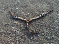 Brown & white string breast collar