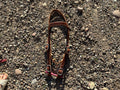 Draft headstall with buckle quick change