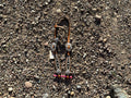 Poker chip one ear headstall
