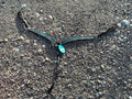 Turquoise Cross floral inlay breast collar