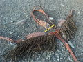 Long horn headstall with matching fringe breast collar