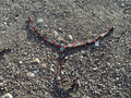 Maroon, teal & white beaded pony breast collar