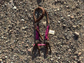 Pink mohair one ear headstall