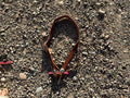 Medium oil split ear headstall with throat latch