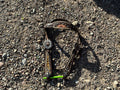 Sunflower cheetah brow band headstall