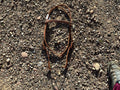 Richland Leather medium oil brow band headstall with quick change clips