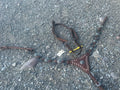 Engraved ring headstall with matching gladiator breast collar