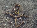 Sunflower MINI headstall & breast collar set