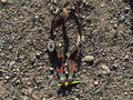 Feather one ear headstall