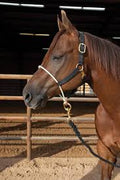 Professionals Choice nylon halter with rope nose band