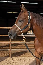 Professionals Choice nylon halter with rope nose band