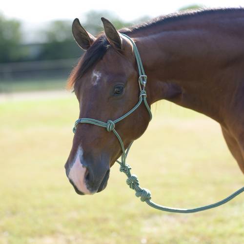 Easy on halter by Professionals Choice