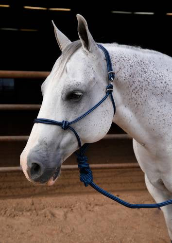 Easy on halter by Professionals Choice